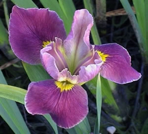 Louisiana Iris - Samurai Wish